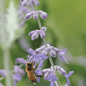 honeybee on sage blossom